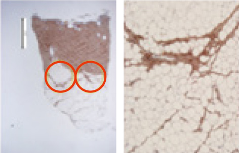 Day 28 IHC collagen evaluation figure 3